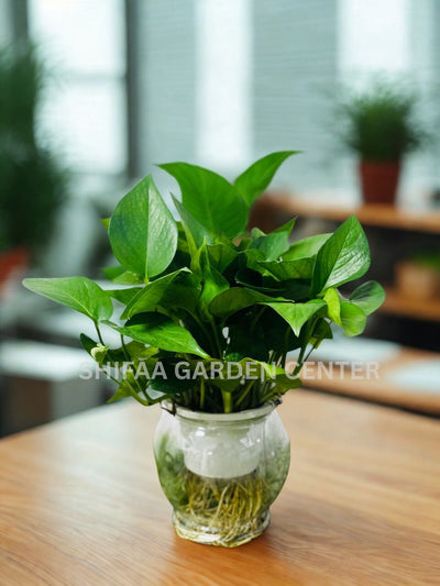 Money Plant in Hydroponic Glass Jar – Indoor Tabletop Plant