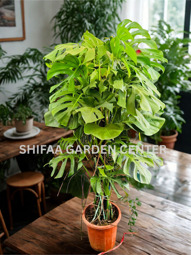 Monstera Deliciosa – 100-120cm