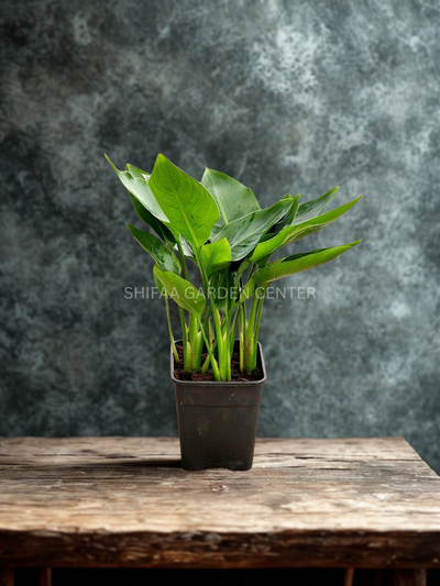 Bird OF Paradise (Strelitzia)