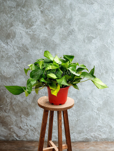 Money Plant (Green)