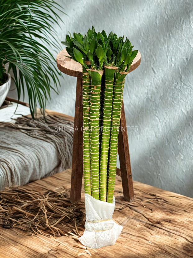 Lucky Bamboo Dracaena Sanderiana