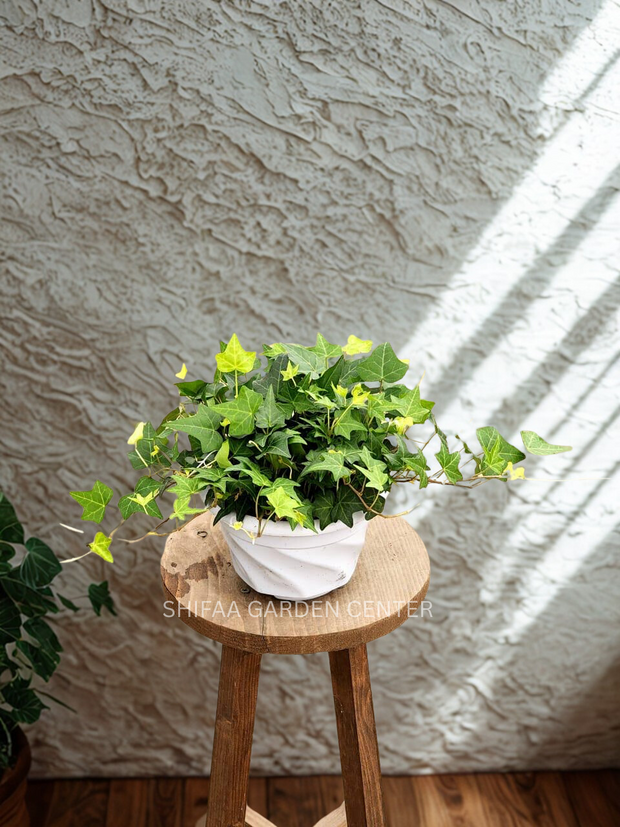 English Ivy (Hedera helix)