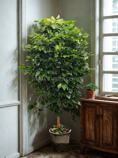China doll plant