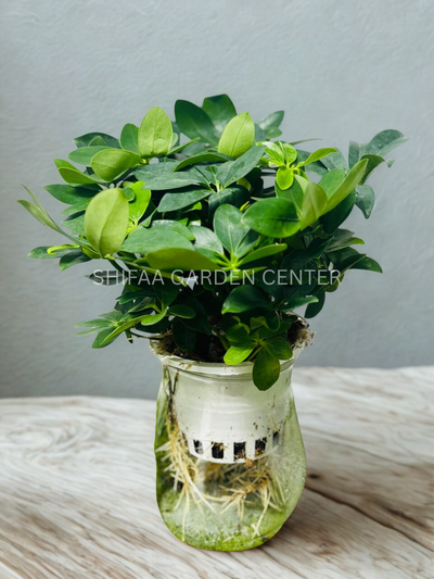 Schefflera Arboricola (Dwarf Umbrella Tree)