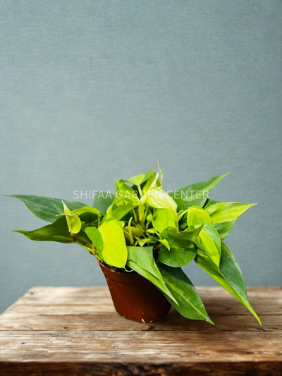 Philodendron Brasil