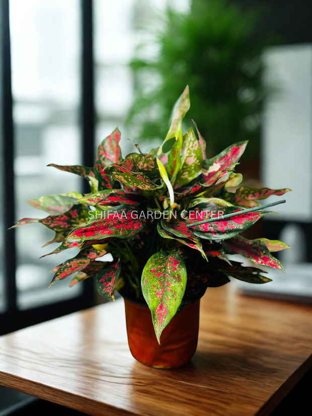 Aglaonema Red Valentine