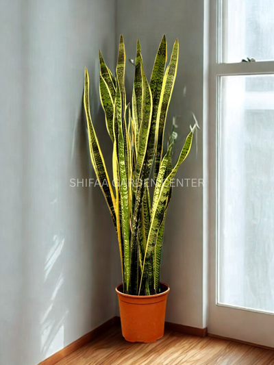 Snake Plant (Sansevieria)