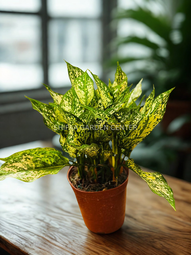 aglaonema snow white benefits Aglaonema Snow White – SHIFAA GARDEN CENTER