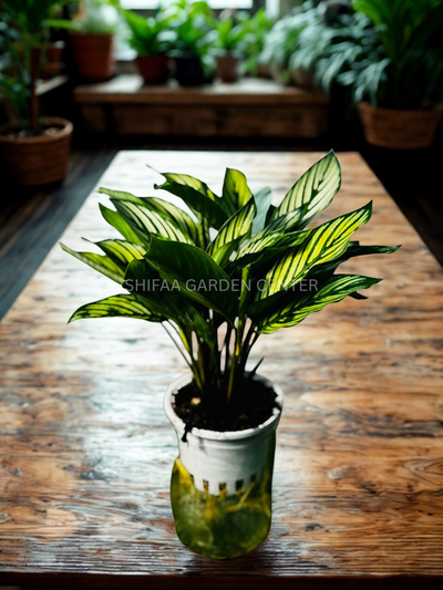 Calathea Vittata