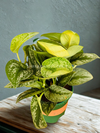 Scindapsus Pictus Argyraeus  'Satin Pothos'