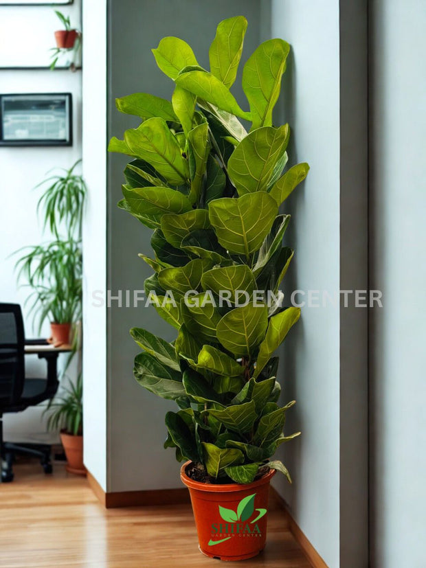 Fiddle Leaf Fig (Ficus lyrata) 120CM - 150CM