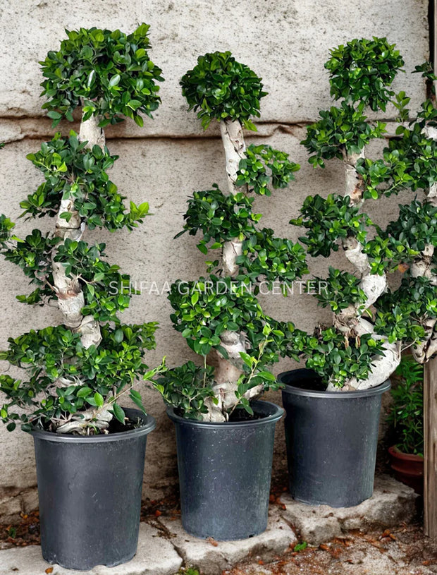 Ficus Microcarpa Bonsai