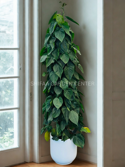Philodendron Scandens 150CM