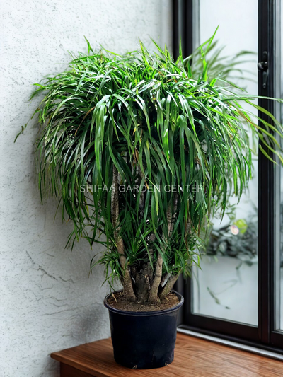 Dracaena Draco multi Branches 120CM