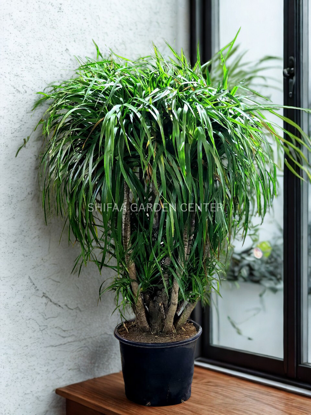 Dracaena Draco multi Branches 120CM