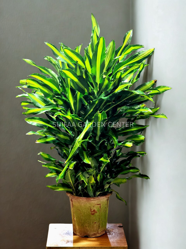 Dracaena Massangeana (1.2Meter's)