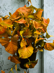 Syngonium Pink Splash Hanging