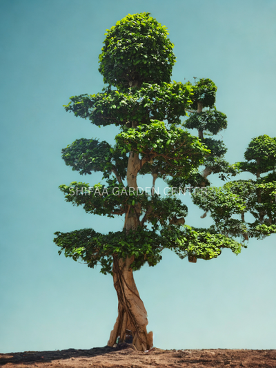 Ficus Panda Bonsai – Height: 2.5 to 3 Meters