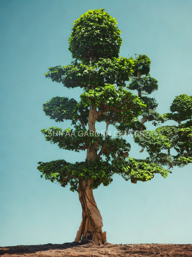 Ficus Panda Bonsai – Height: 2.5 to 3 Meters