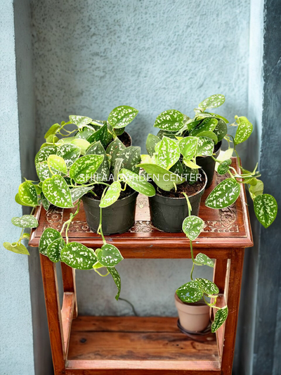 Scindapsus pictus ‘Argyraeus’ (Silver Pothos)