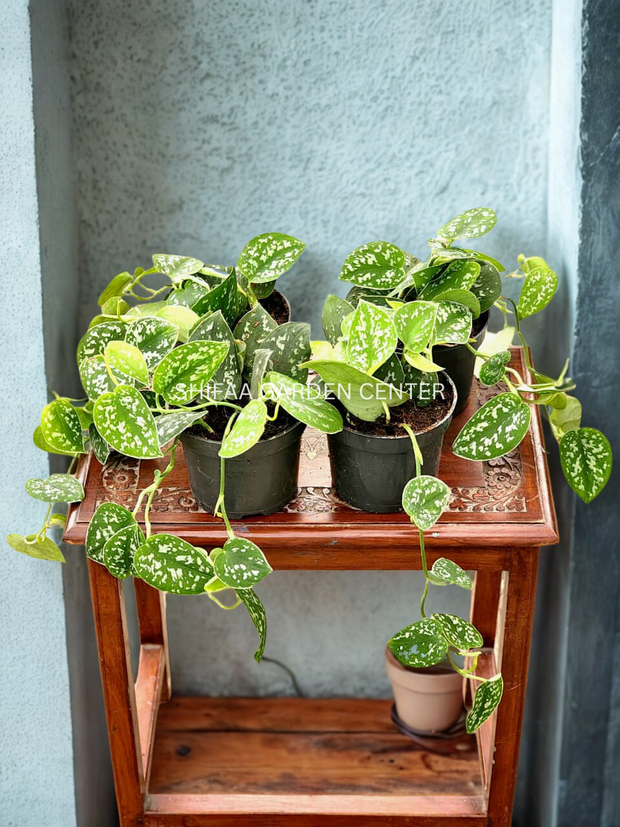 silver pothos scindapsus pictus argyraeus Scindapsus pictus 'Argyraeus' (Silver Pothos) – SHIFAA GARDEN CENTER