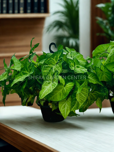 Syngonium Podophyllum (Arrowhead Plant)