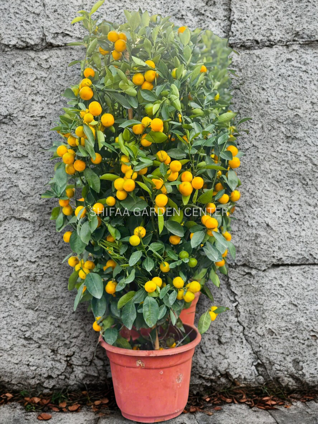 Citrus Microcarpa Lime 80-100CM