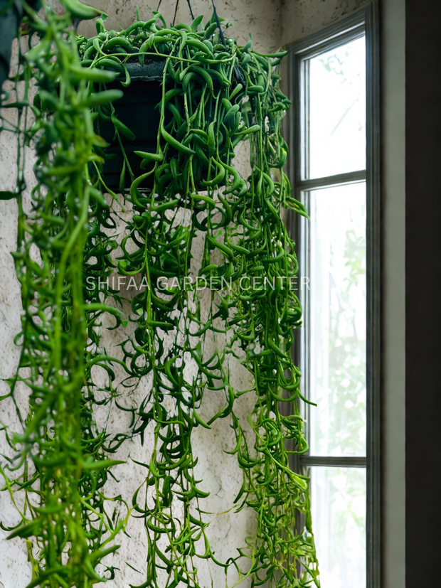 String-of-pearls 100CM