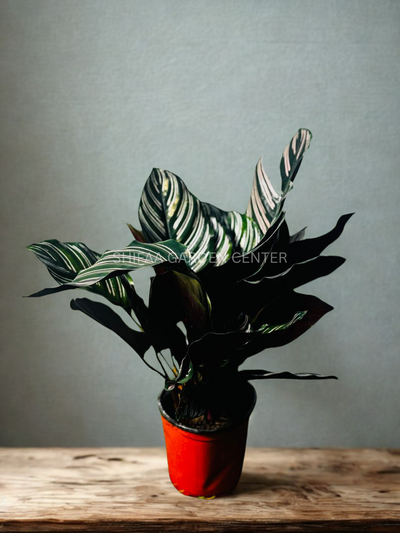 Calathea Ornata