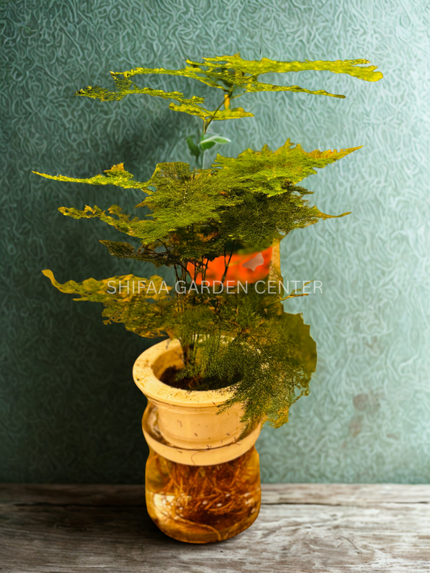 Asparagus - Hydroponic