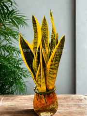 Sansevieria Trifasciata - hydroponic