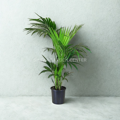 Kentia Palm "Howea Forsteriana"