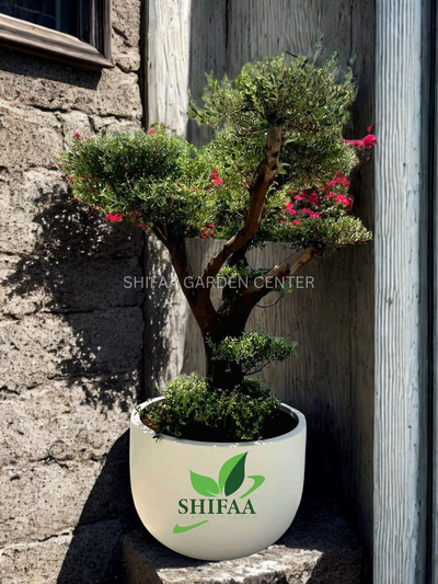شجرة الزيتون (Olea europaea)