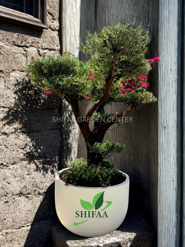 شجرة الزيتون (Olea europaea)