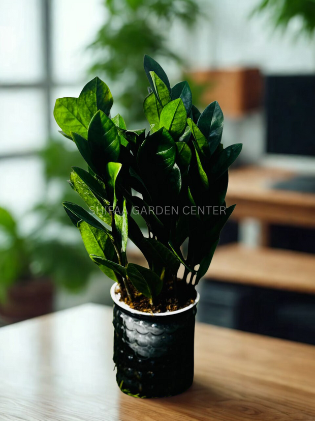 ZZ Plant (Zamioculcas zamiifolia)