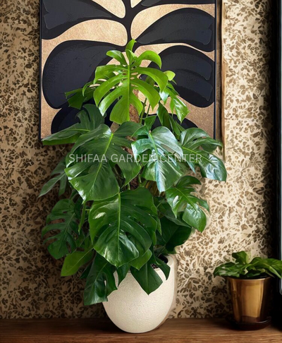 Monstera in a Pot, For you!