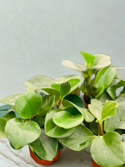 Peperomia Obtusifolia 10-20Cm