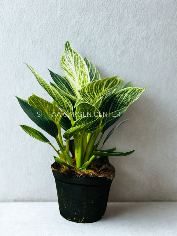 Philodendron Birkin – SHIFAA GARDEN CENTER