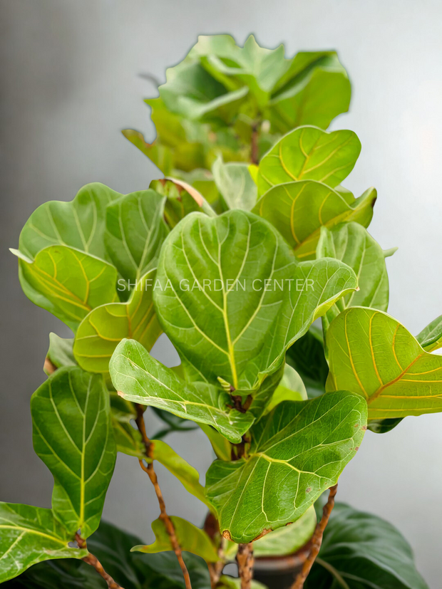 Ficus Lyrata شکل درخت تک ساقه