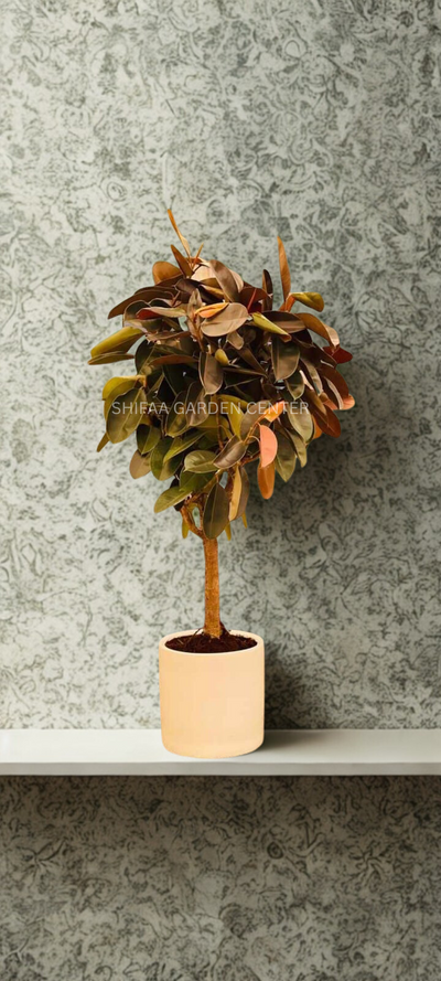 Rubber Plant 1 Head