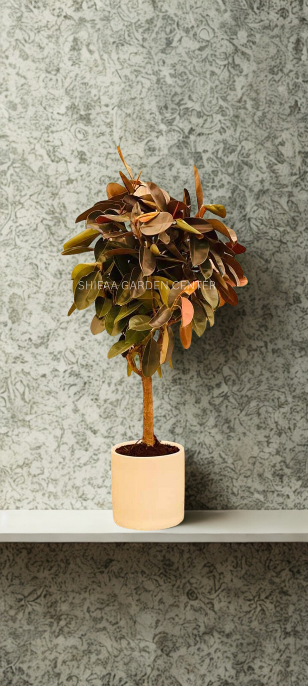 Rubber Plant 1 Head