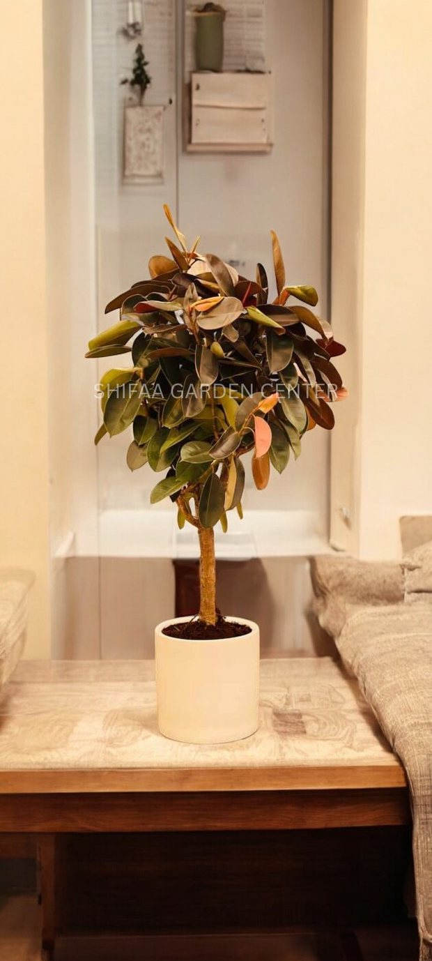 Rubber Plant 1 Head