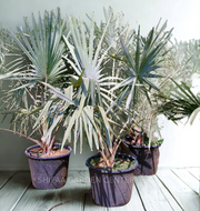 Bismarkia Palm, Bismarckia Nobilis