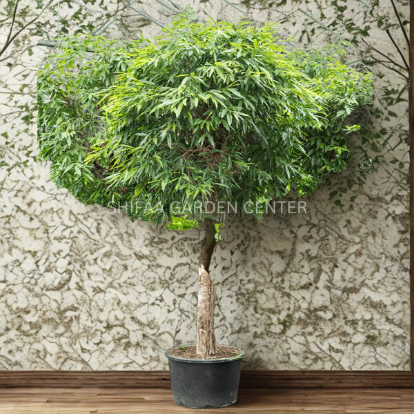 Ficus alii Amstel Queen, Long Leaf Ficus
