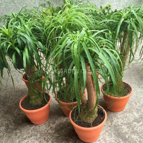 Beaucarnea Recurvata, Elephant-Foot Tree