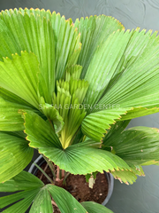 نخل بادبزن دار (Licuala Grandis)