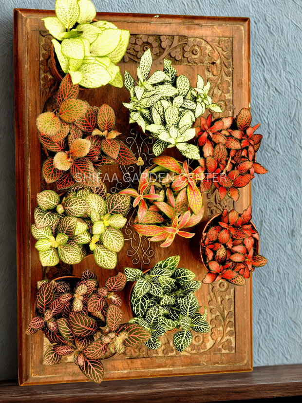 Fittonia Mix Colour