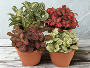 Fittonia Mix Colour