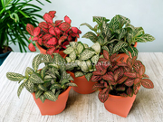 Fittonia Mix Colour
