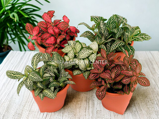 Fittonia Mix Colour